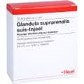 GLANDULA SUPRARENALIS suis Injeel Ampullen – Bild 2