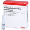 GLANDULA THYREOIDEA suis Injeel Ampullen – Bild 3