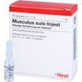 MUSCULUS SUIS Injeel Ampullen – Bild 2