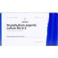 BRYOPHYLLUM ARGENTO cultum Rh D 2 Ampullen – Bild 1