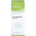 LYCOPODIUM SIMILIAPLEX Mischung – Bild 1