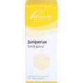 JUNIPERUS SIMILIAPLEX Mischung – Bild 2