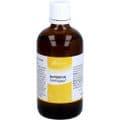 JUNIPERUS SIMILIAPLEX Mischung – Bild 6
