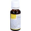 JUNIPERUS SIMILIAPLEX Mischung – Bild 6