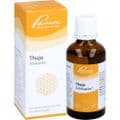 THUJA SIMILIAPLEX Mischung – Bild 2