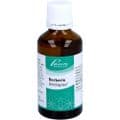 BERBERIS SIMILIAPLEX Mischung – Bild 6