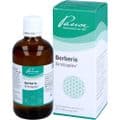 BERBERIS SIMILIAPLEX Mischung – Bild 2